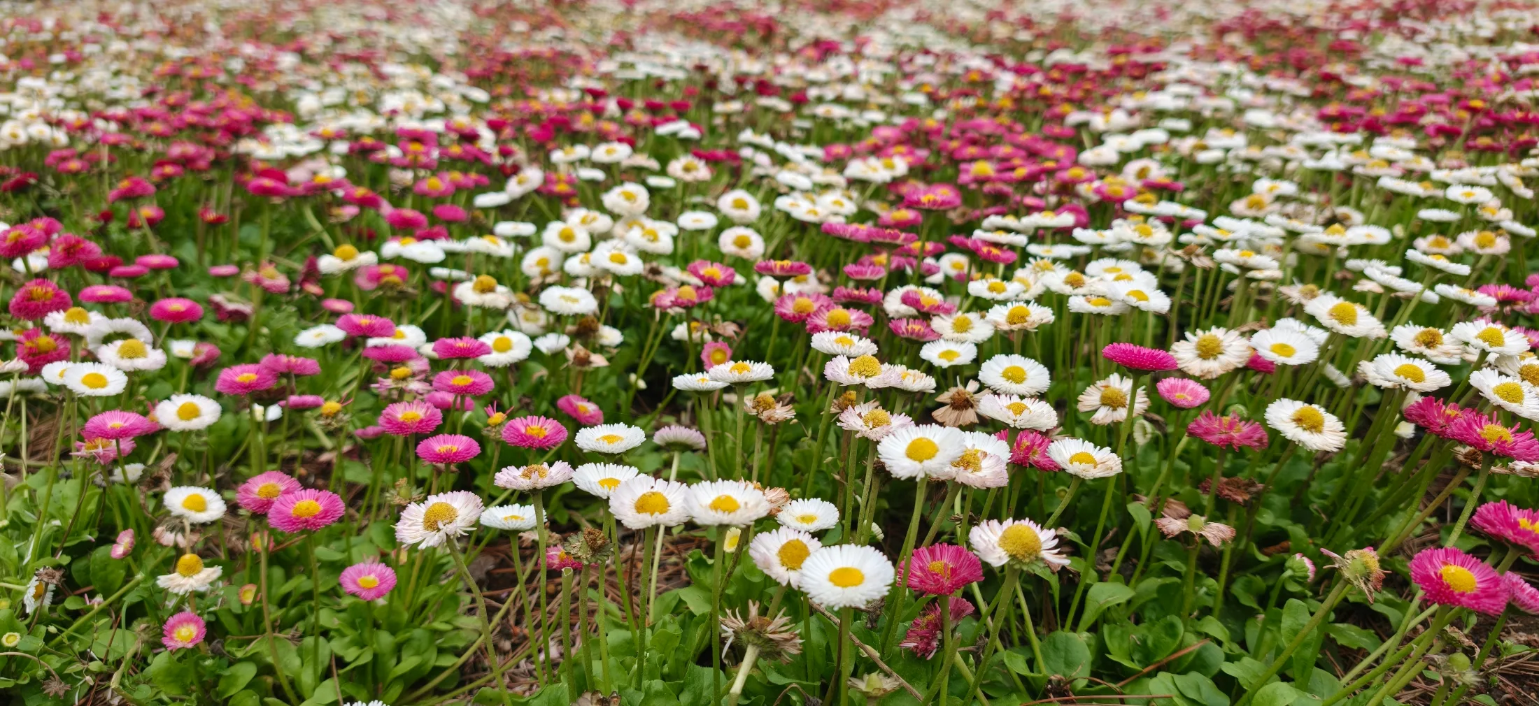 Flower Park Tour collage photo 6