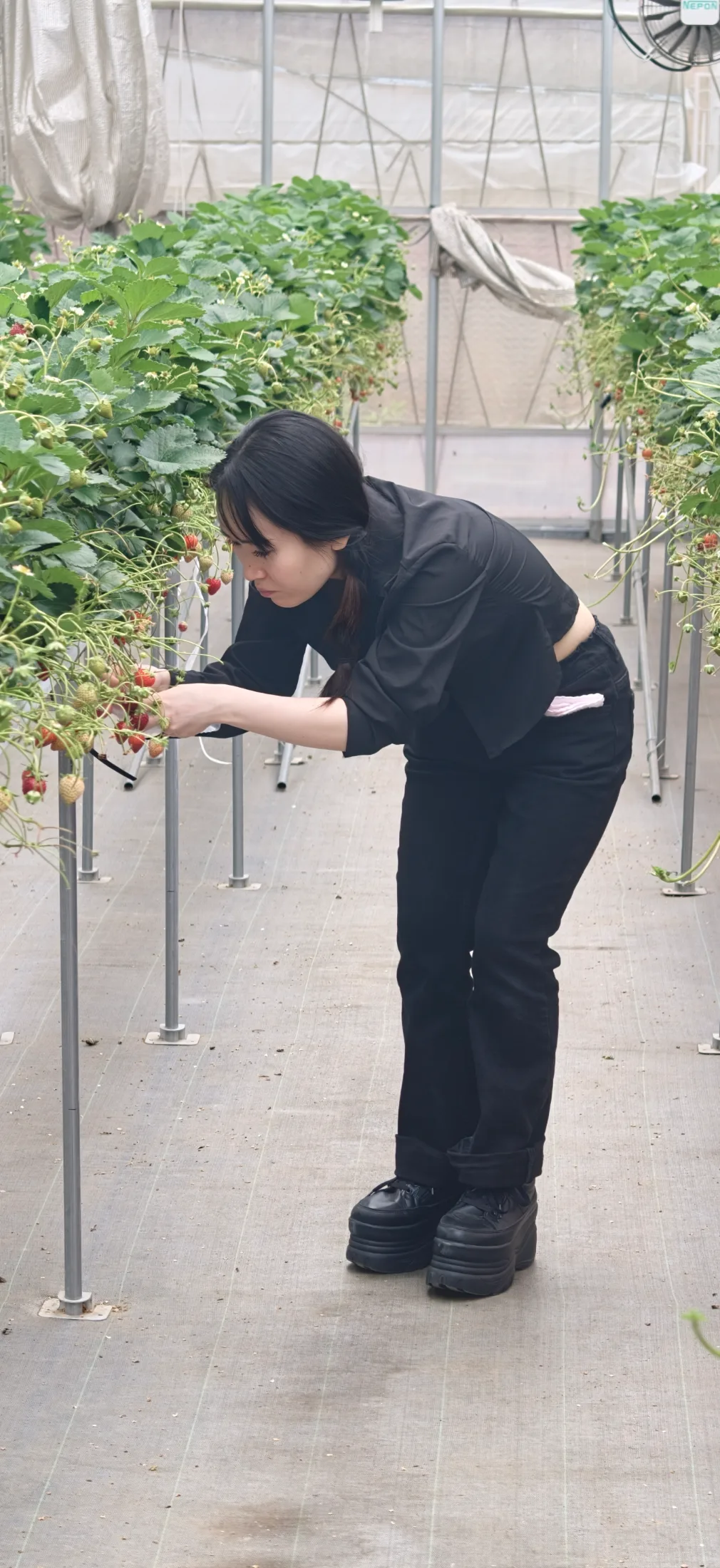 Strawberry Picking and Dumpling Festival collage photo 6