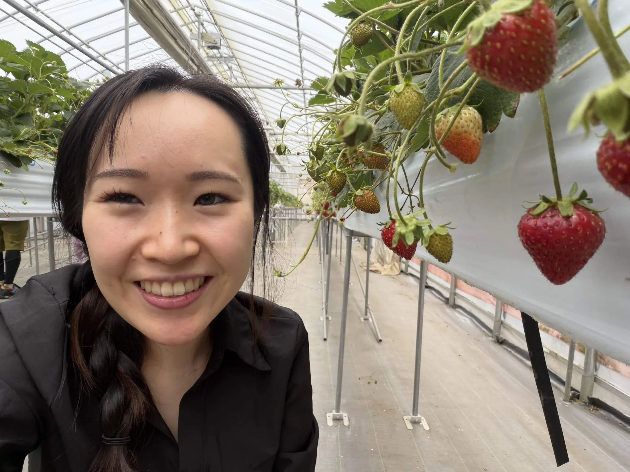 Strawberry Picking and Dumpling Festival collage photo 7
