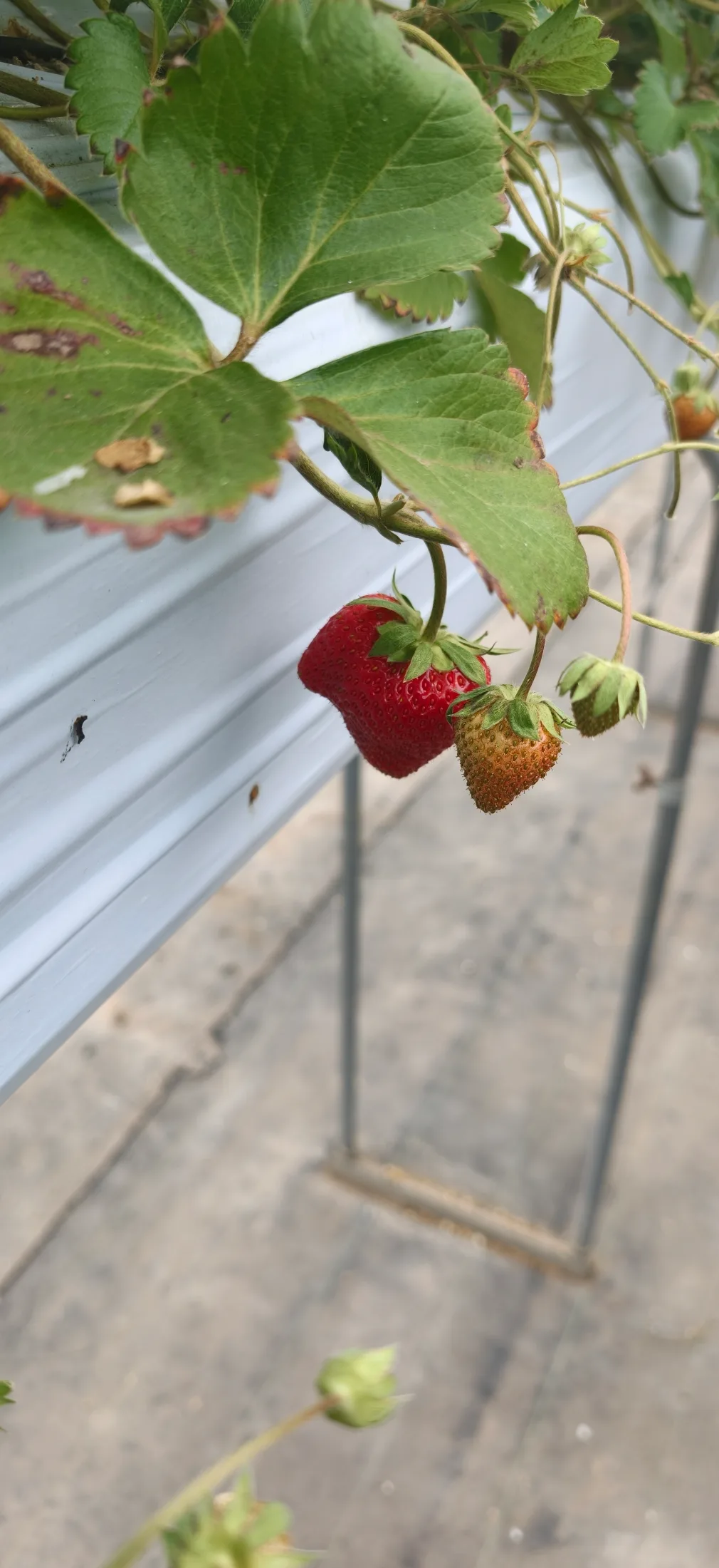 Strawberry Picking and Dumpling Festival collage photo 2