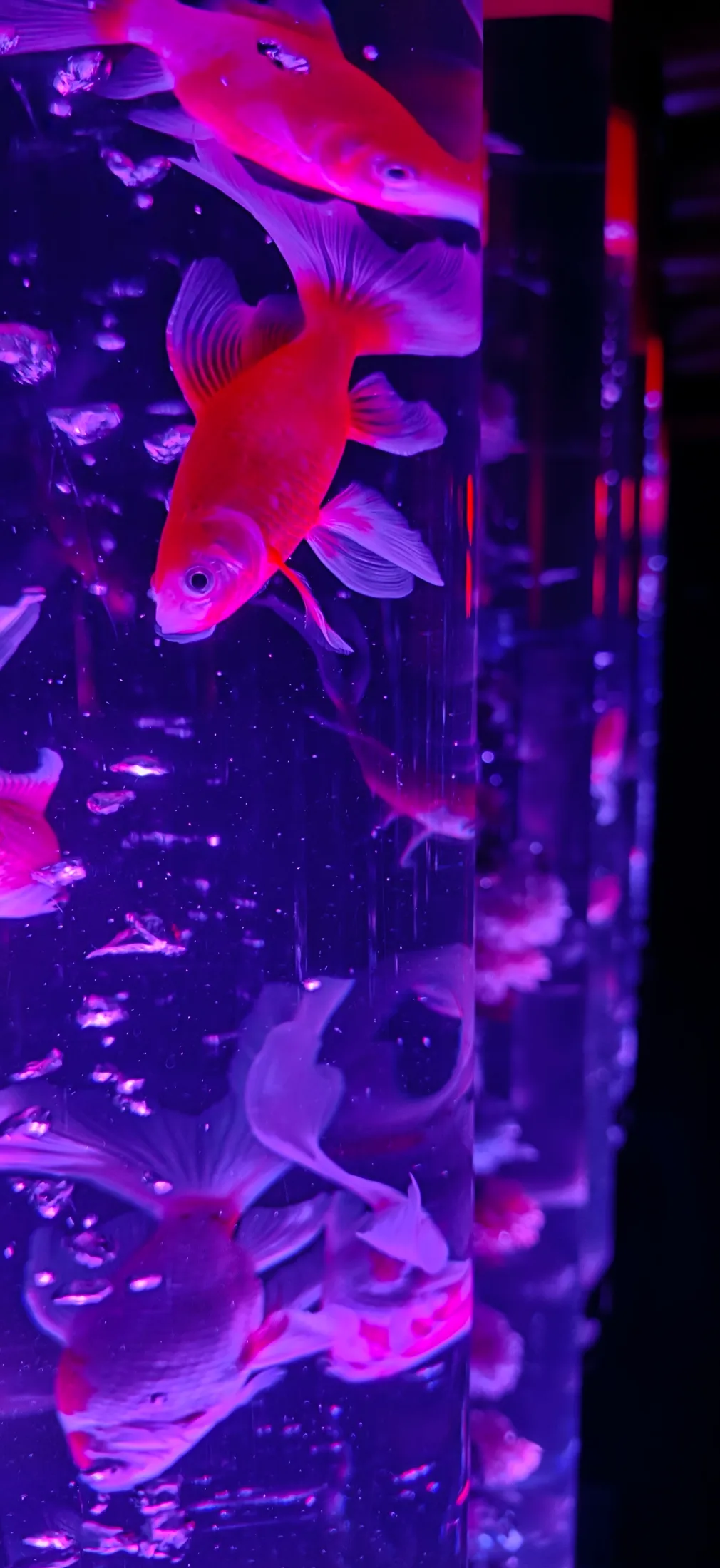 Art Aquarium and NB Club collage photo 7